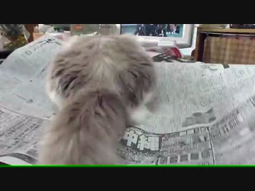 【レオ★ララ】 絶対わざとな猫