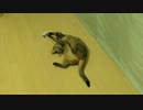 遊んでほしくてチラッチラする猫