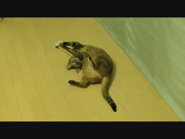 遊んでほしくてチラッチラする猫