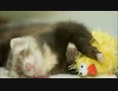 ぬいぐるみ洗ってみたり。。。(音小さいです)