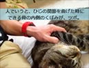 猫好き必見！ネコに効くツボ押してみた！！癒し、癒されて生きるのさ。