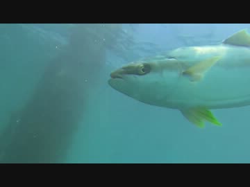 水中カメラ沈めてみた29　下津ピアーランド　2013夏　【水中映像】