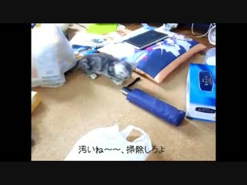 【ねこさんと暮らす】探検だよぉ