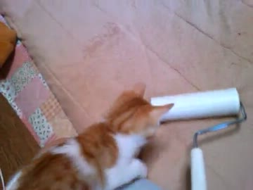 コロコロがちょっと苦手な猫