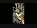 猫が猫を毛繕い