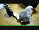 【レオ★ララ】 交代に箱に入ってみる猫
