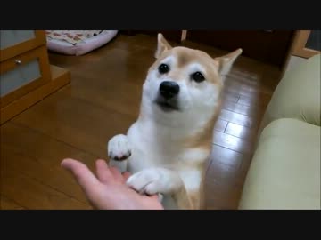 雷を乗り切るひかりといちご