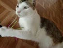 変わってしまったアポロ