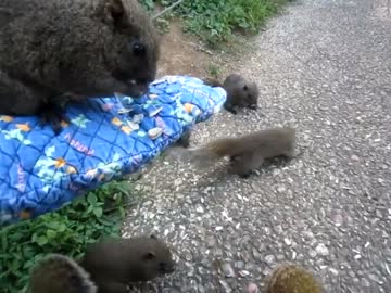 タイワンリスがメッサ群がってくる物凄いスポット『町田リス園』