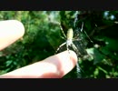 ナガコガネグモをつついてみた(2013年版)