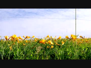 2013-07-20 ビーナスライン【ニッコウキスゲツーリング】