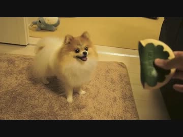 ぐりちぇる動画＊17＊大好きなオモチャを返してくれないチェル様。