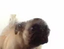 パグがあなたのモニターをキレイにしてくれます
