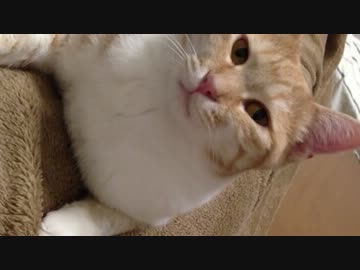 久しぶりの猫　#22