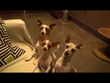 (∪´・ω・)→（∪＾ω＾）捨て犬保護シリーズ　14