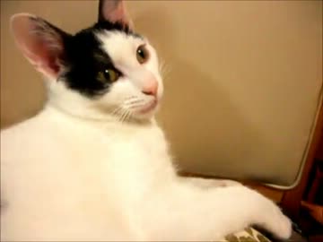 待遇に差をつける猫