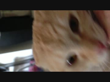 股の間の猫と写真　#23