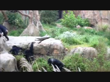 アライさん何やってんすかｗ　【チンパ編】