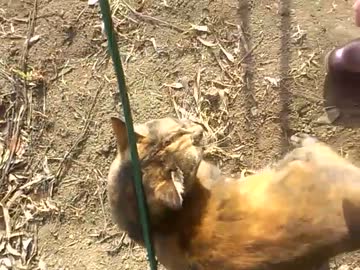 すりよる猫