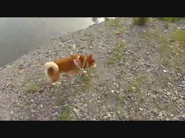 散歩だワン