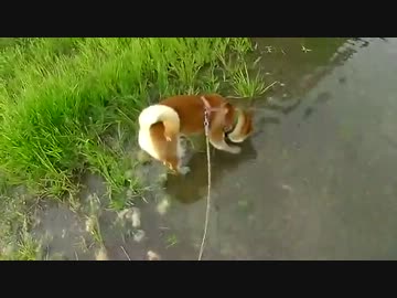 散歩だツー