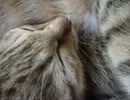 【ぬこ】あらぶるみゅうたん。