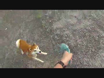 散歩だスリー