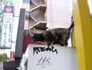 【銀座】ありがとうポンちゃん【名物猫】
