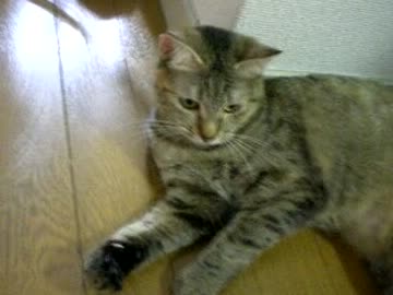 拾いねこ＠生後381日目/348日目　選挙＆サッカー日本代表DAY