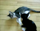 生後9週間-2　子猫同志いちゃいちゃ