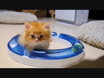 【マンチカン３兄妹】子猫たち、虫のおもちゃで大ハッスル