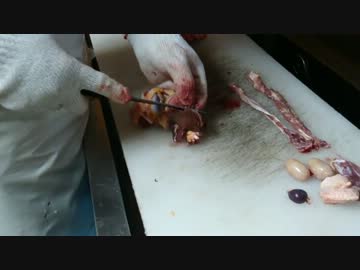 飼っていた鶏がお肉になる～さよならケンタッキー～