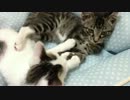 毛づくろい？