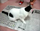 猫で読めない新聞