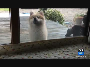 とある日のシバラニアン