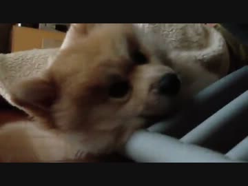 たれシバラニアン