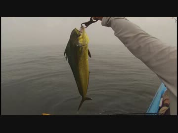 【シイラ】カヤックフィッシング【トップ】