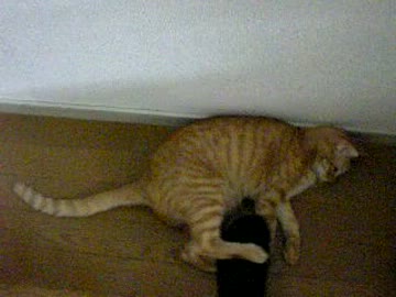 拾いねこ＠生後383日目/350日目　アコツキの水平線に勝利を刻むのよ！