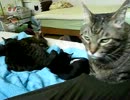 生後9週間-7　さばにも子猫と寝たい