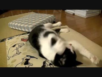 くるねこ大和　20130724 ごしごしチャンス