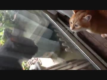 ウチの義理の妹(猫)が外のオスにケンカ売ってる