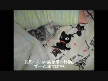 【ねこさんと暮らす】病院は緊張するYO