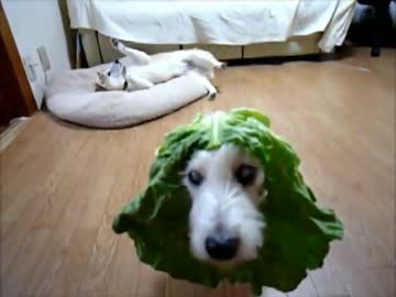 キャベツを食べる犬