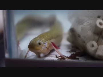 【マンチカン３兄妹】子猫たち、肺魚のお引っ越しにおつきあい