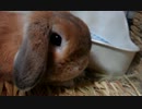 たれ耳うさぎがただ鼻ひくひくをさせるだけの動画
