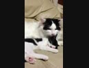 うちの猫様達20