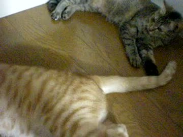 拾いねこ＠生後385目/352日目　アコの尻尾で遊ぶ月音さん