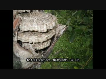 チャイロスズメバチの巣の捕獲