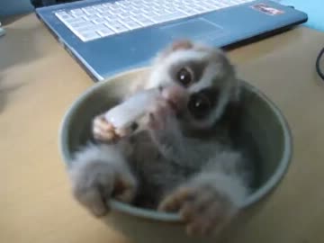 一寸法師と化した淫夢くん.480p