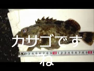 【かーびーの釣り日記】⑩セイゴ釣って食べるぞ！